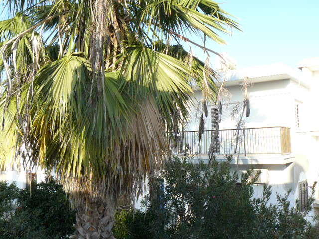 Katalimata Court Apartment Ayia Napa Exterior photo